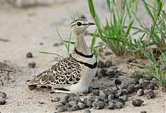 Double-banded Courser